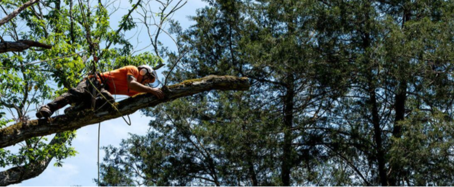 Podador de Emondage Levis que trabaja en un árbol alto.