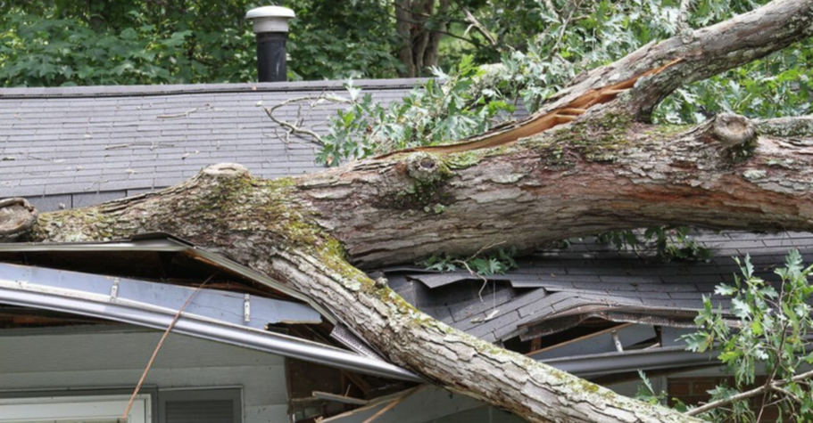 Un árbol cayó sobre la casa después de una tormenta en Levis. Será retirado por Emondage Levis.