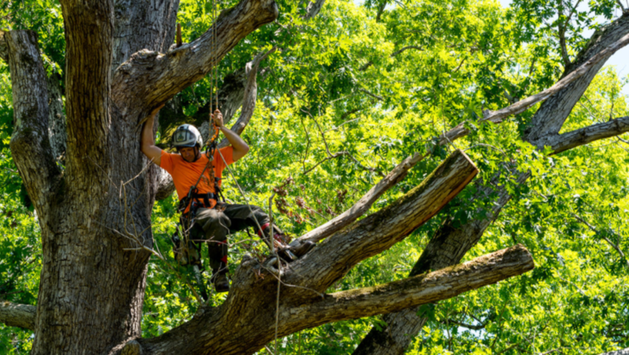 Poda Levantamiento trabajando en lo alto de un árbol para hacer la poda.