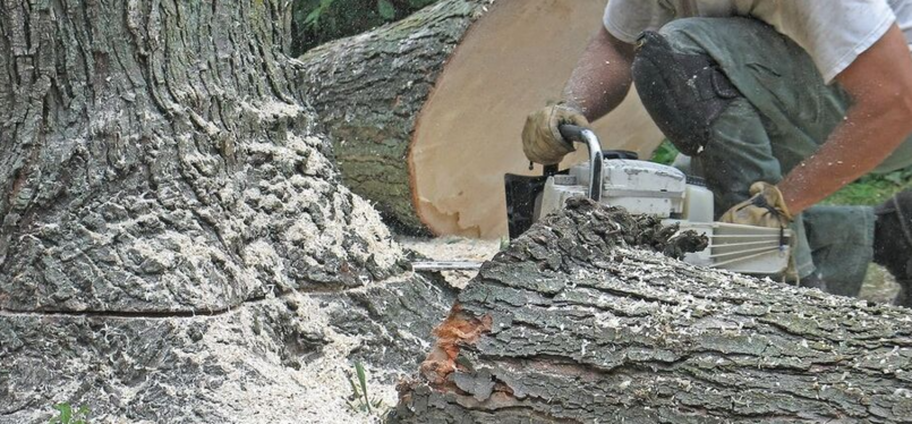 Abattage d'une arbre malade par un employé de Emondage Levis.